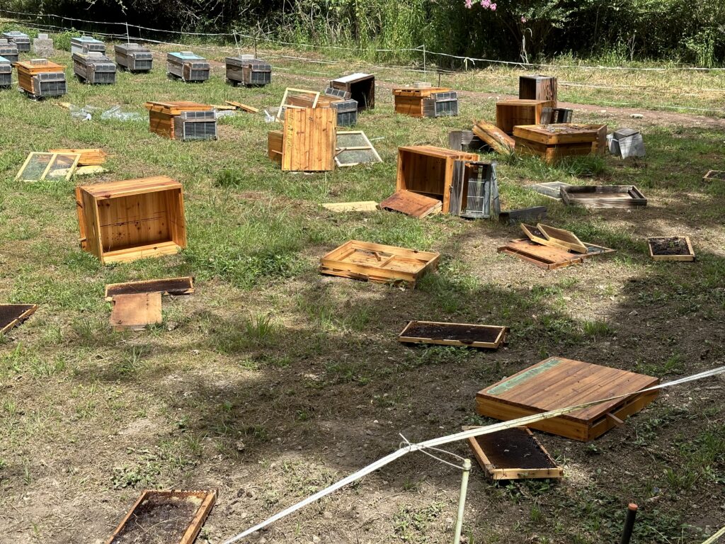 養蜂場にツキノワグマ侵入跡