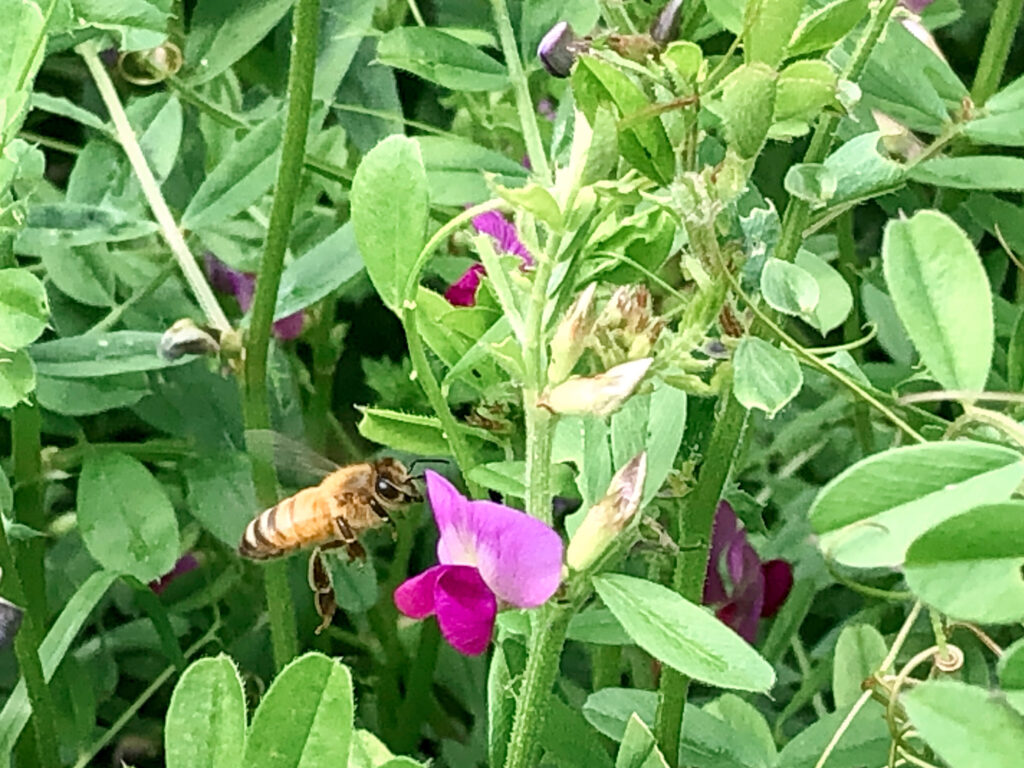 ミツバチ 花 カラスノエンドウ