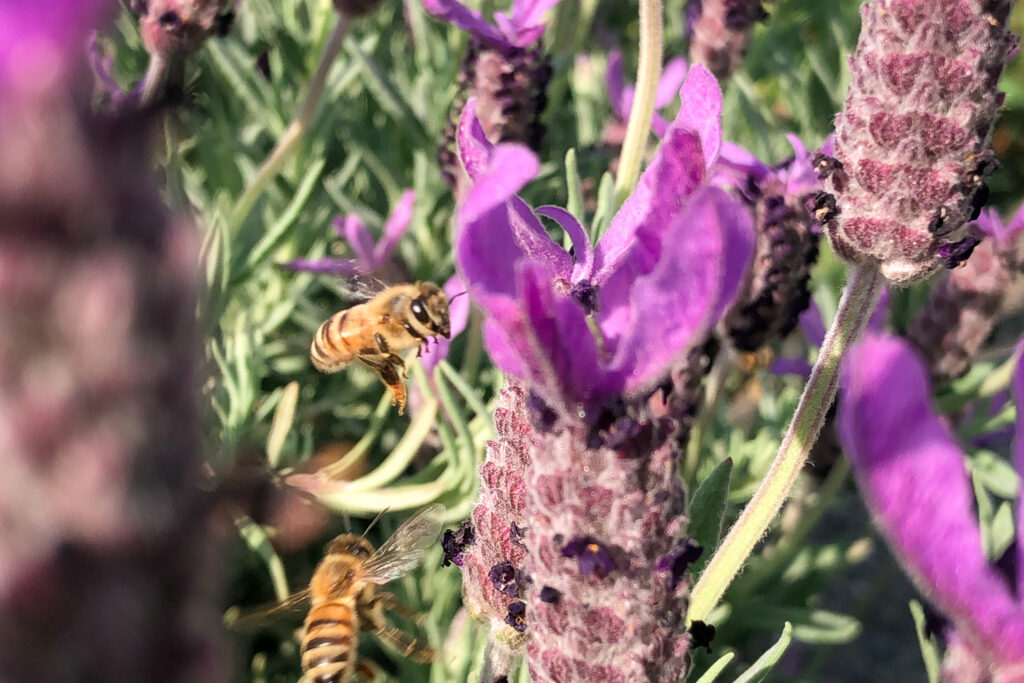 ミツバチ 花 ラベンダー
