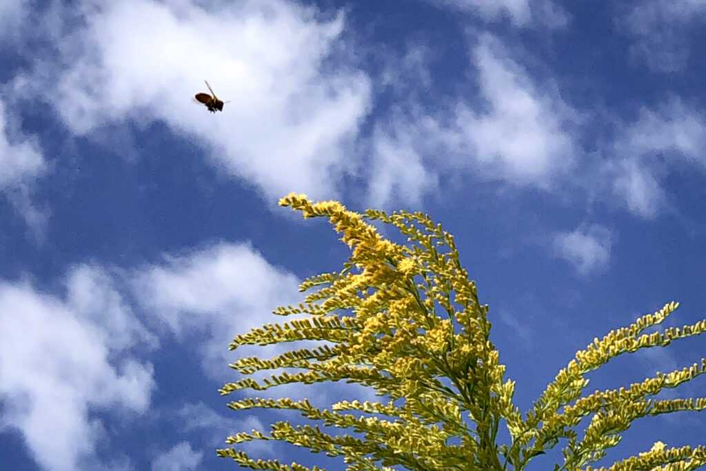 ミツバチ 花 アワダチソウ