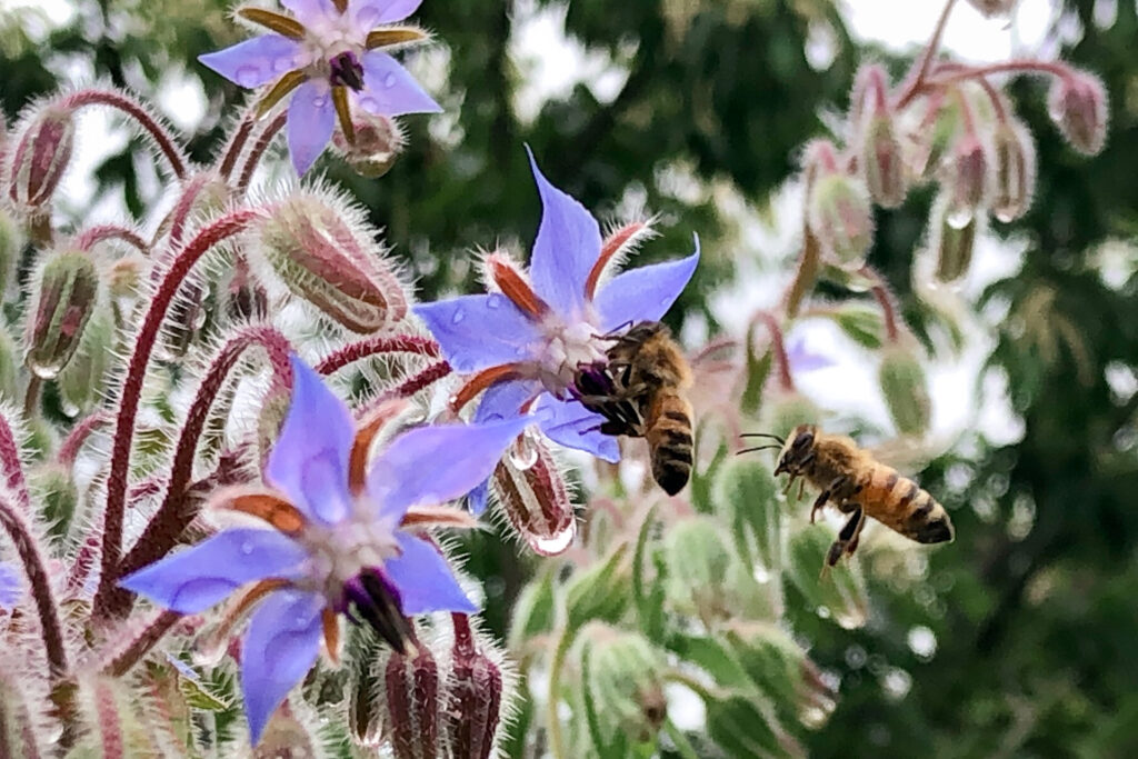ミツバチ 花 ボリジ