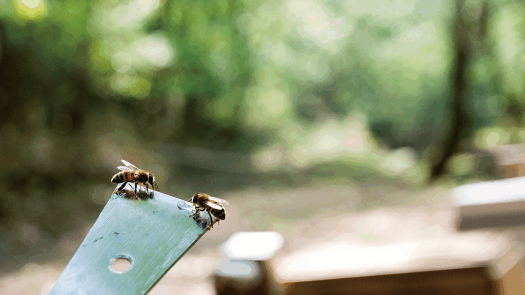 山の中の養蜂場でミツバチが２匹
