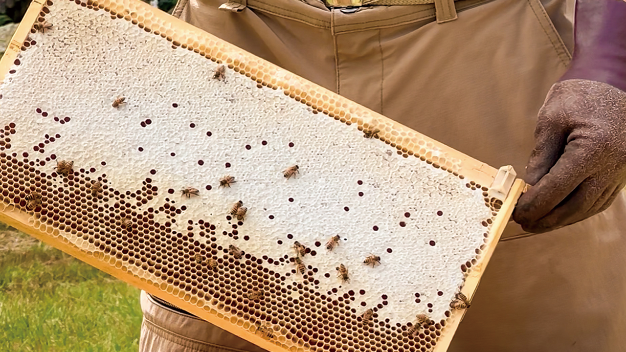 巣箱から採りだした巣枠には蜂蜜が貯められ蜜蓋がしている