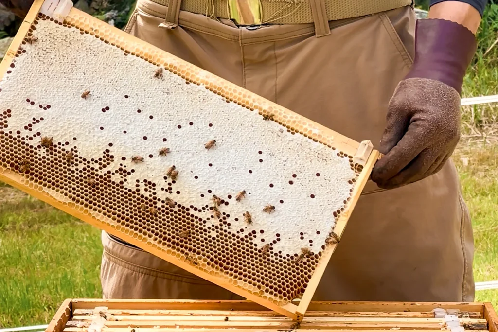 巣箱から採りだした巣枠には蜂蜜が貯められ蜜蓋がしている