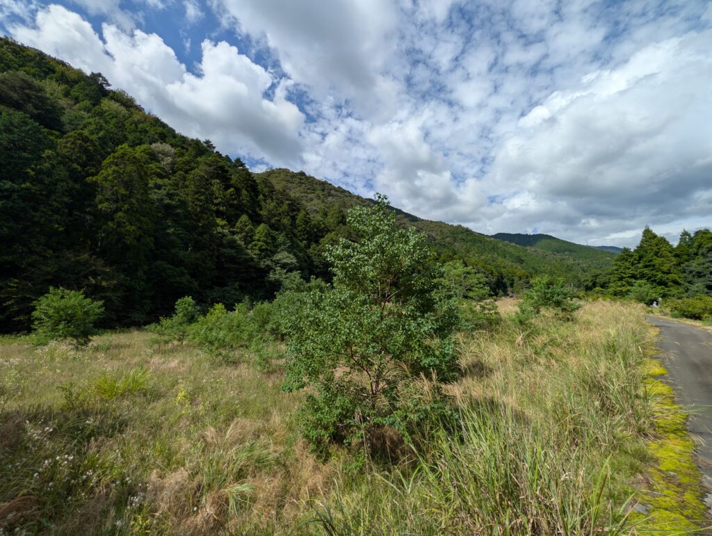 草木が繁茂する耕作放棄地