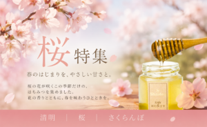 桜特集 清明 桜 さくらんぼ 春のはちみつビジュアル