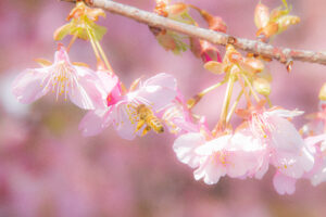 ソメイヨシノに訪れるミツバチ