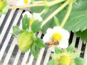 イチゴの花を訪れるミツバチの様子