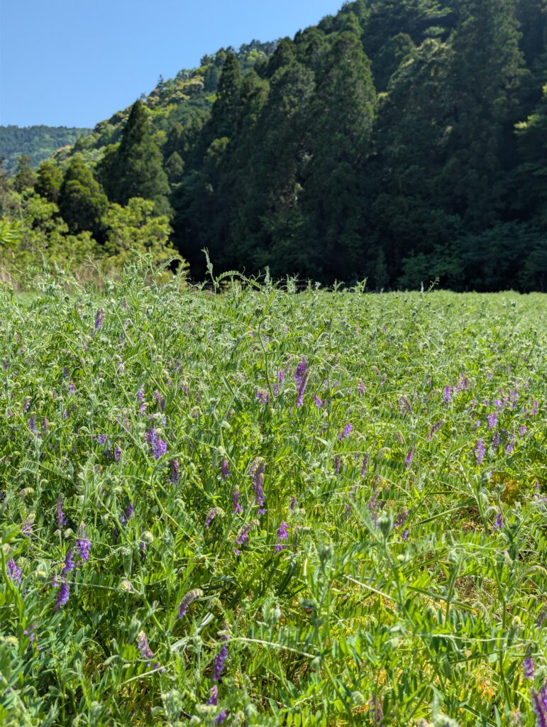 ミツバチのための花織里プロジェクトで蜜源となる花（ヘアリーベッチ）を育てる圃場